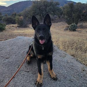 Prescott K9 Academy