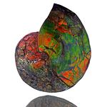 Grass Oceans Ammolite