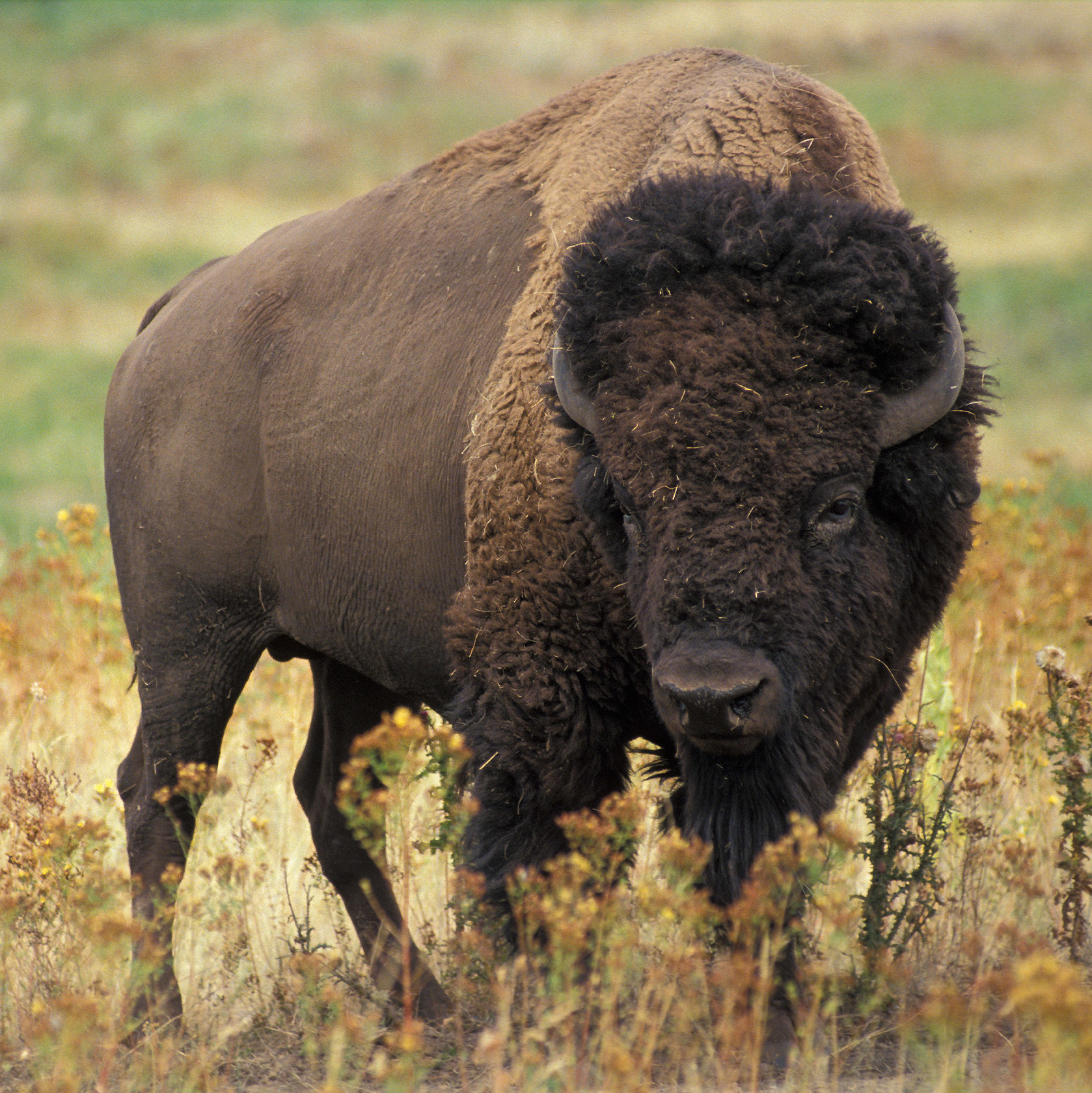 US / Canada First Nations Bison Restoration Initiative