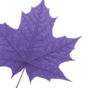 Wilfrid Laurier University